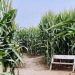 Treinen Farm Corn Maze And Pumpkin Patch 3 By Amoreexplore Places Travel