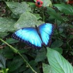 Linda mariposa Morpho Azul sobre planta verde