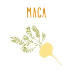 Maca root image