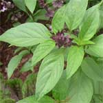 Basil-तुलसी-Tulsi-Spices-Names-in-English-Hindi-Meri-Rasoi