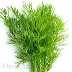 Dill-Leave-सुवा-भाजी-सोया-suva-bhaji-soya-Spices-Names-in-English-Hindi-Meri-Rasoi