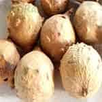 Gall-Nut-माजूफल-Majufal-Spices-Names-in-English-Hindi-Meri-Rasoi