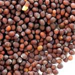 Mustard-Seed- राई-Rai-सरसों-के-दाने-Sarson-Ke-Dane-Spices-Names-in-English-Hindi-Meri-Rasoi