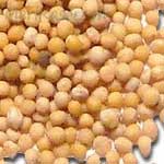 White-Mustard-सफेद-सरसों-Safed-Sarson-Spices-Names-in-English-Hindi-Meri-Rasoi