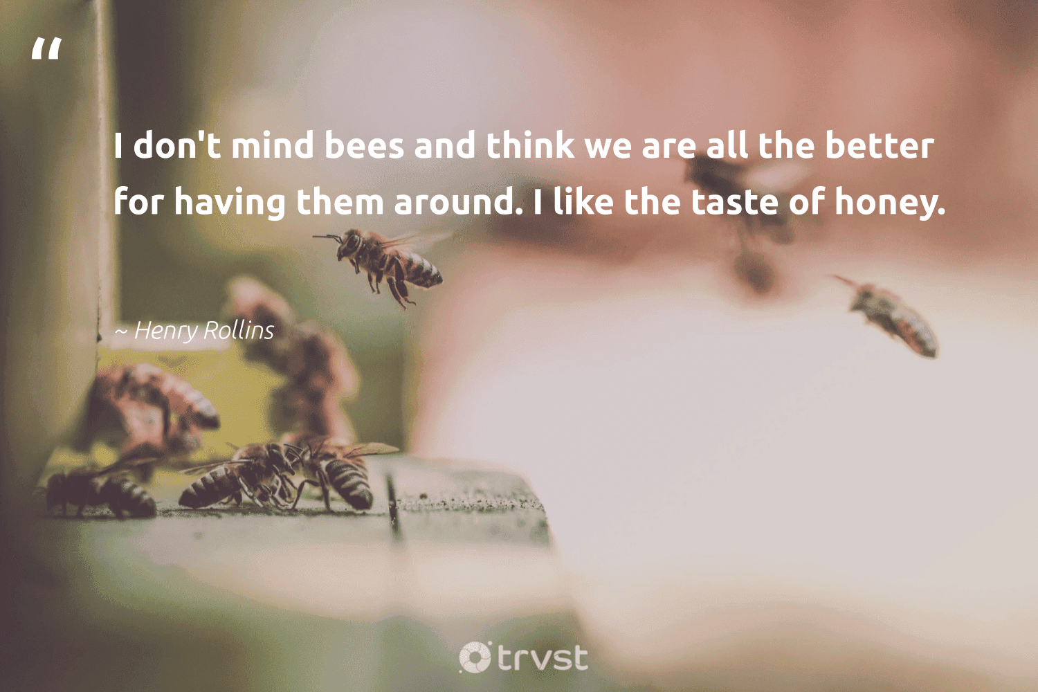 76 Bee Quotes And Famous Honey Bee Sayings Quotes