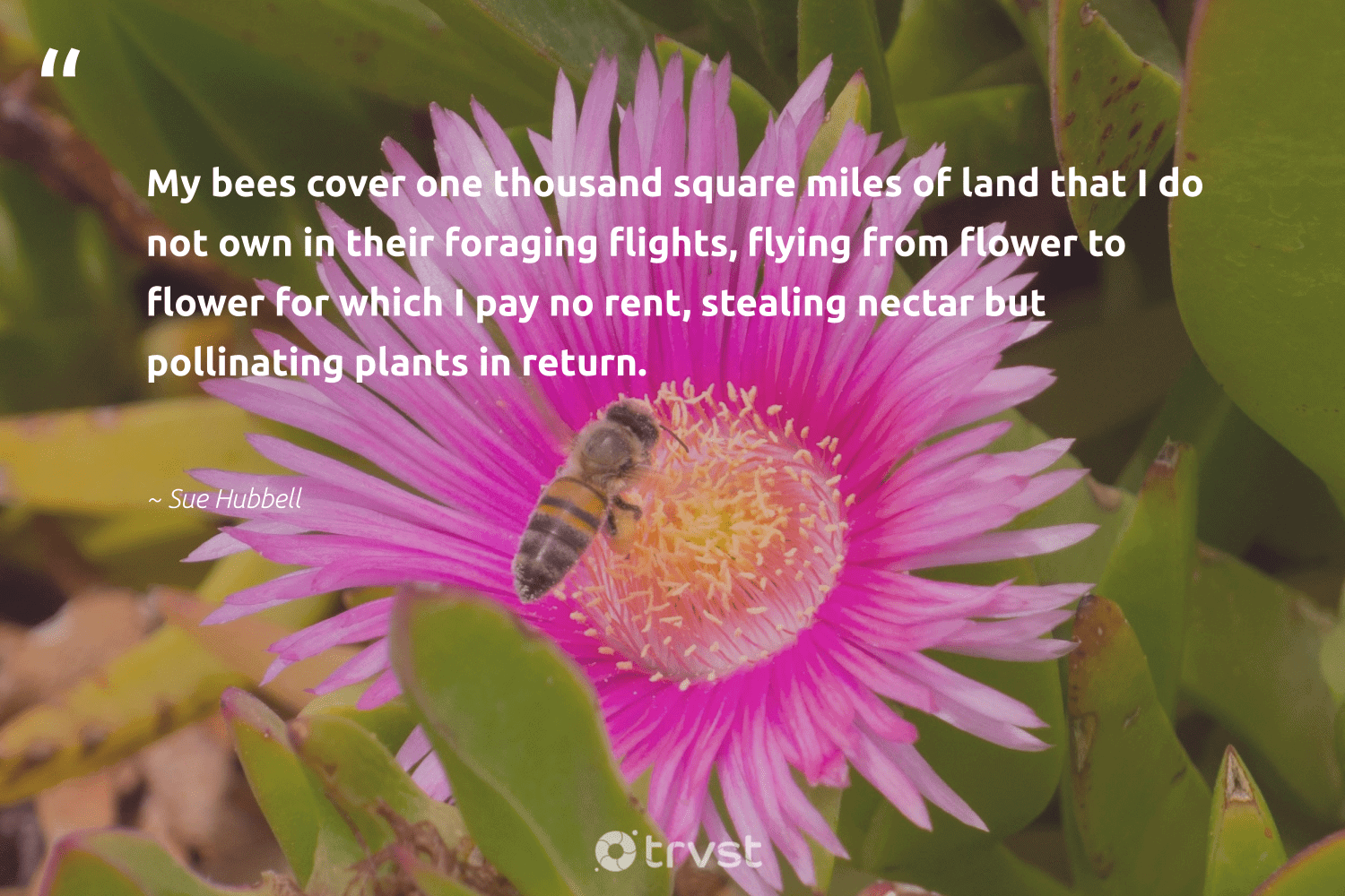 52 Bee Quotes And Famous Bee Sayings Save The Bees 52 Bee Quotes And Famous Bee Sayings Save The Bees