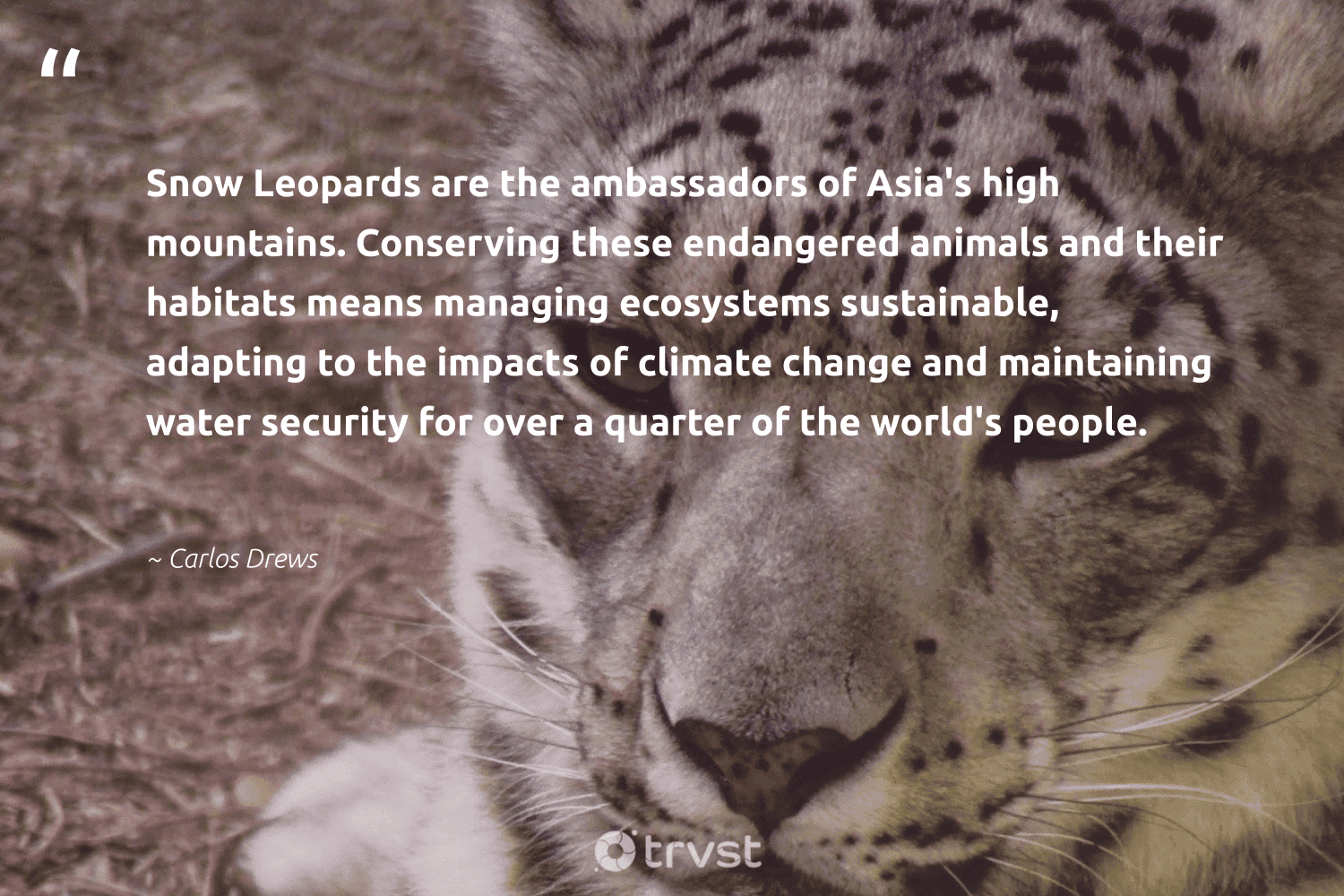 23 Leopard Quotes And Leopard Sayings To Inspire Their Protection
