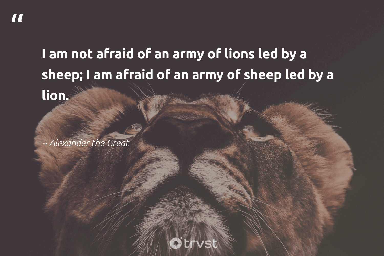 Lion Quotes 42 Inspirational Lion Sayings Quotes Lion Quotes 42 Inspirational Lion Sayings Quotes