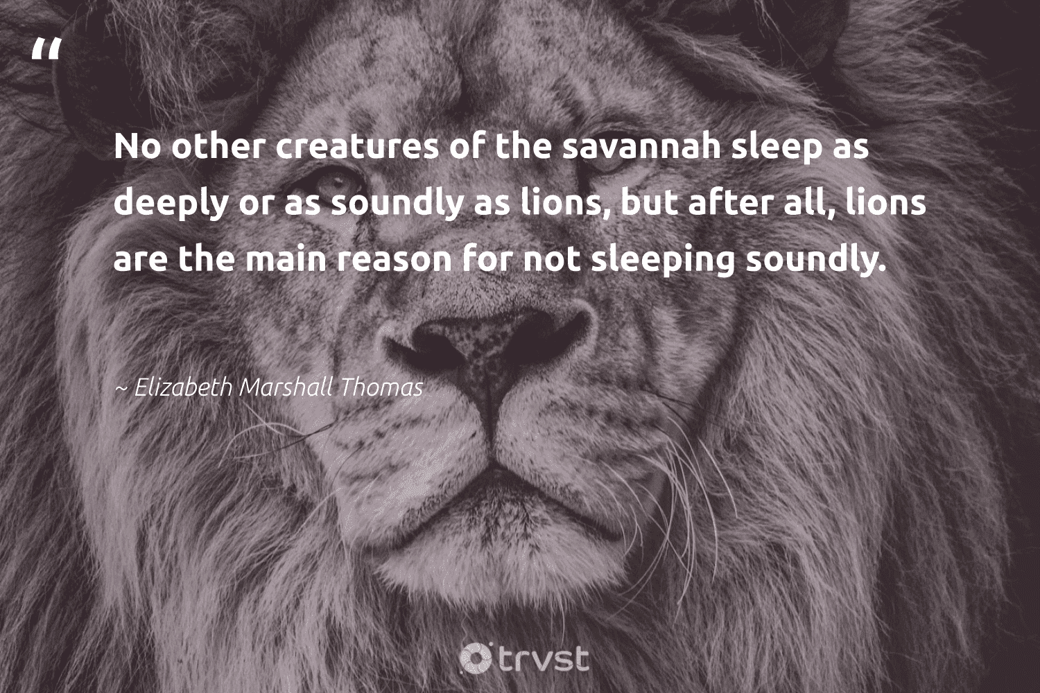 King Of The Jungle Quotes