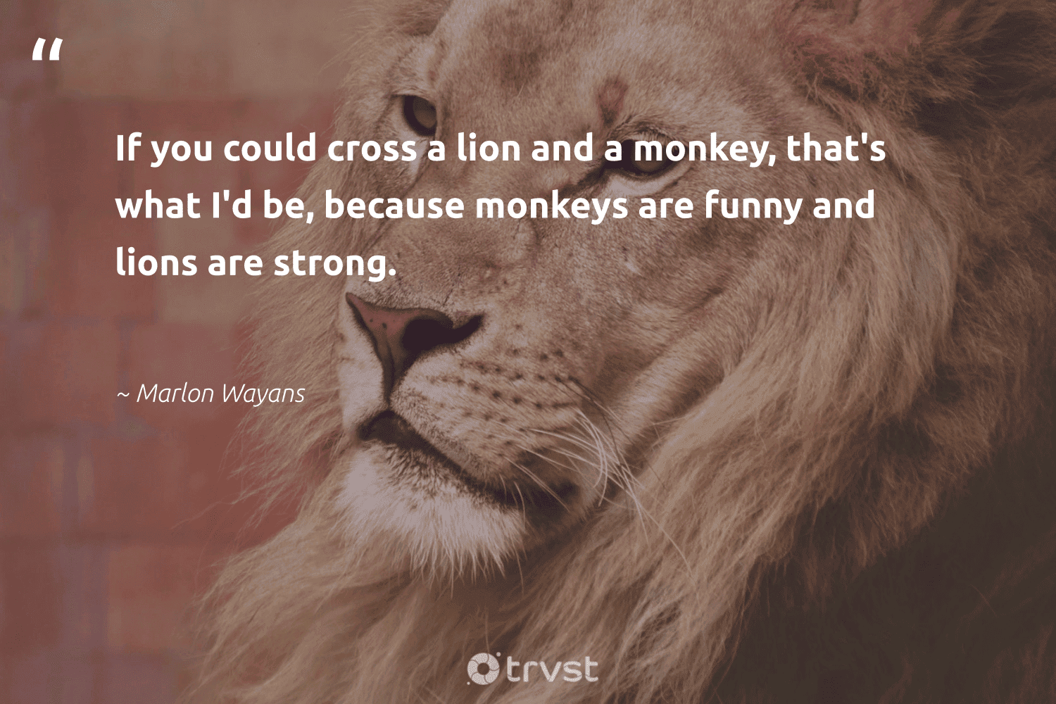 Lion Quotes 42 Inspirational Lion Sayings Quotes Lion Quotes 42 Inspirational Lion Sayings Quotes