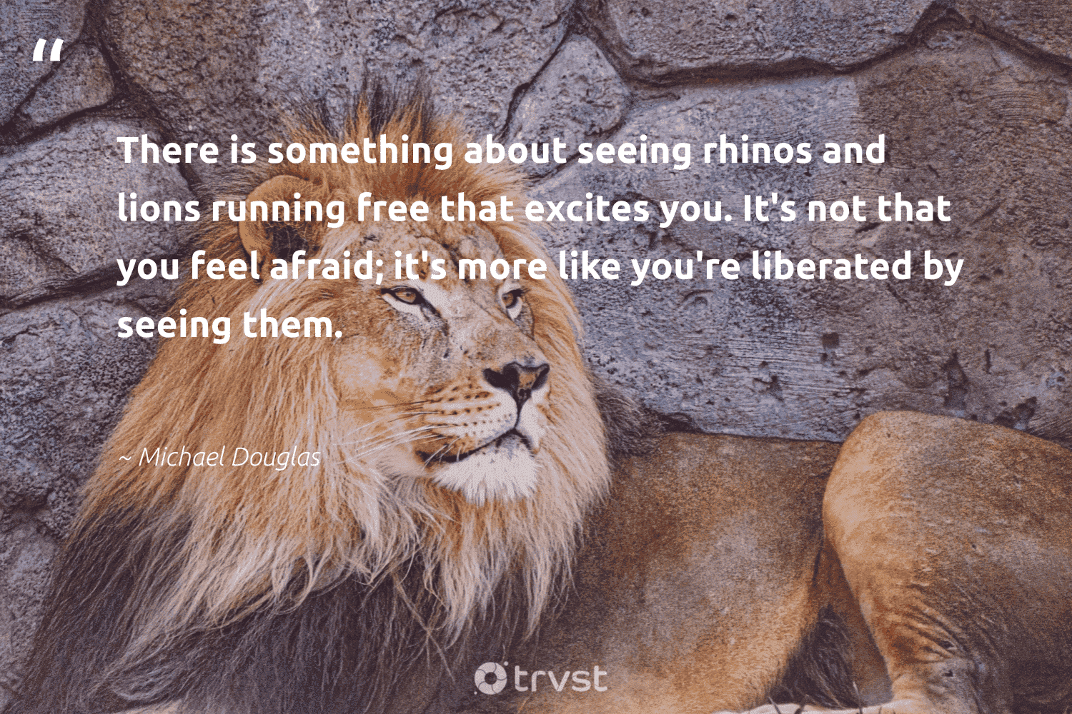 Lion Quotes 42 Inspirational Lion Sayings Quotes Lion Quotes 42 Inspirational Lion Sayings Quotes