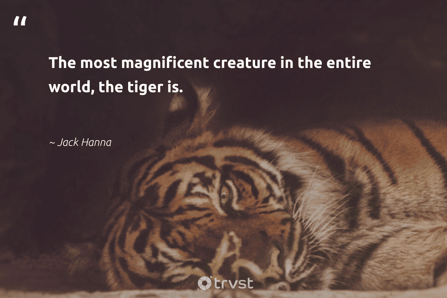 12 Tiger Quotes And Famous Sayings About Tigers 12 Tiger Quotes And Famous Sayings About Tigers