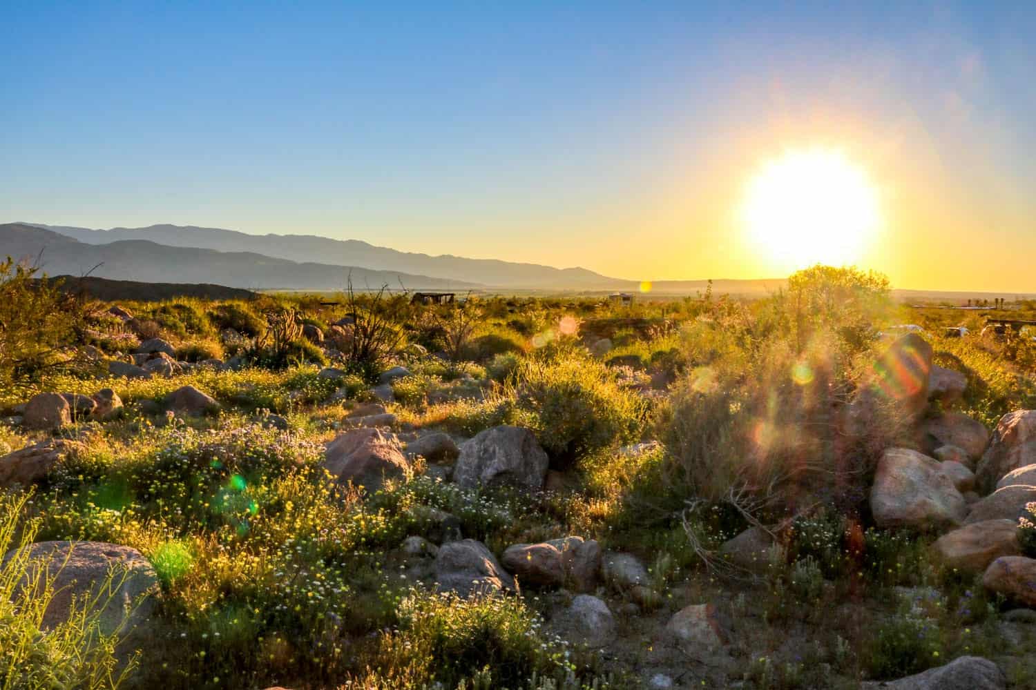 Anza-Borrego Desert Wildflowers Super Bloom 2019 - State