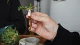 licorice fern root