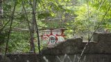 grafiti