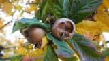 medlar fruit