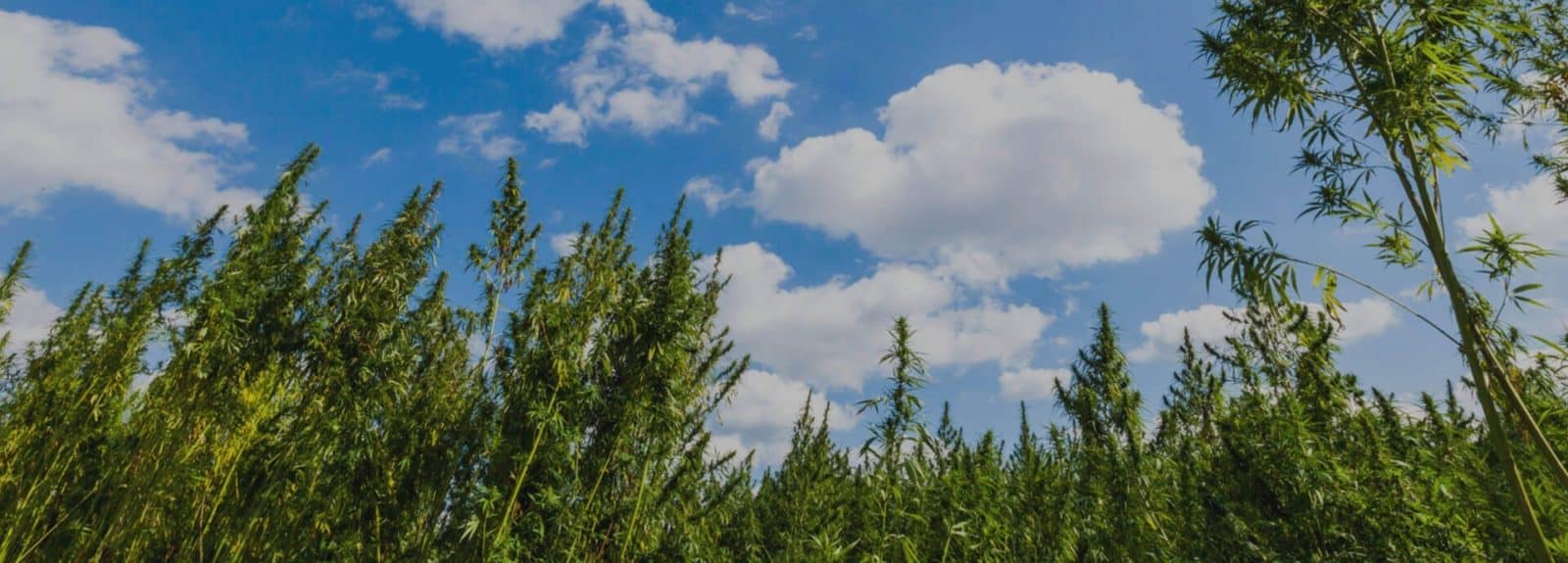 Hemp Seeds