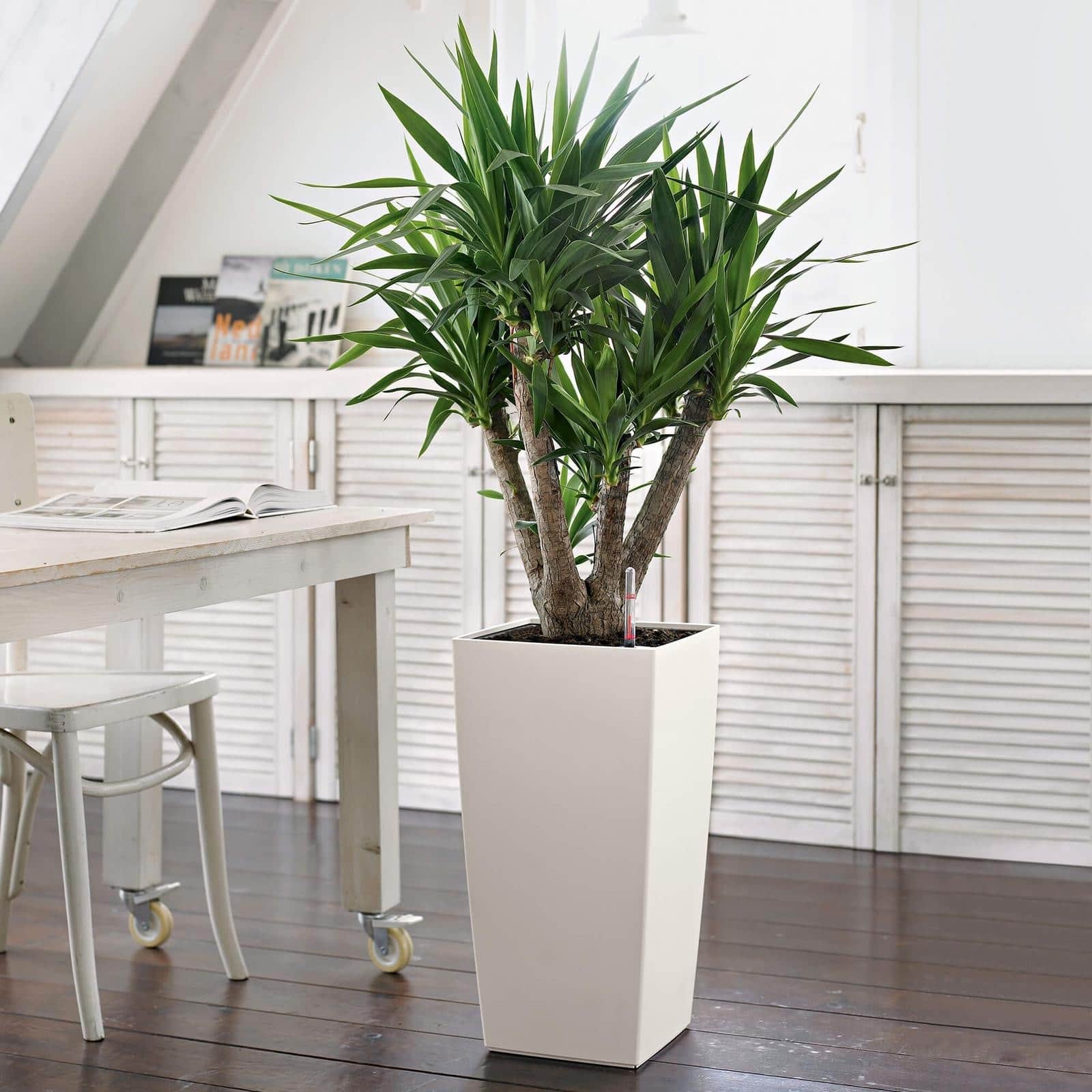 Office Plant Hire