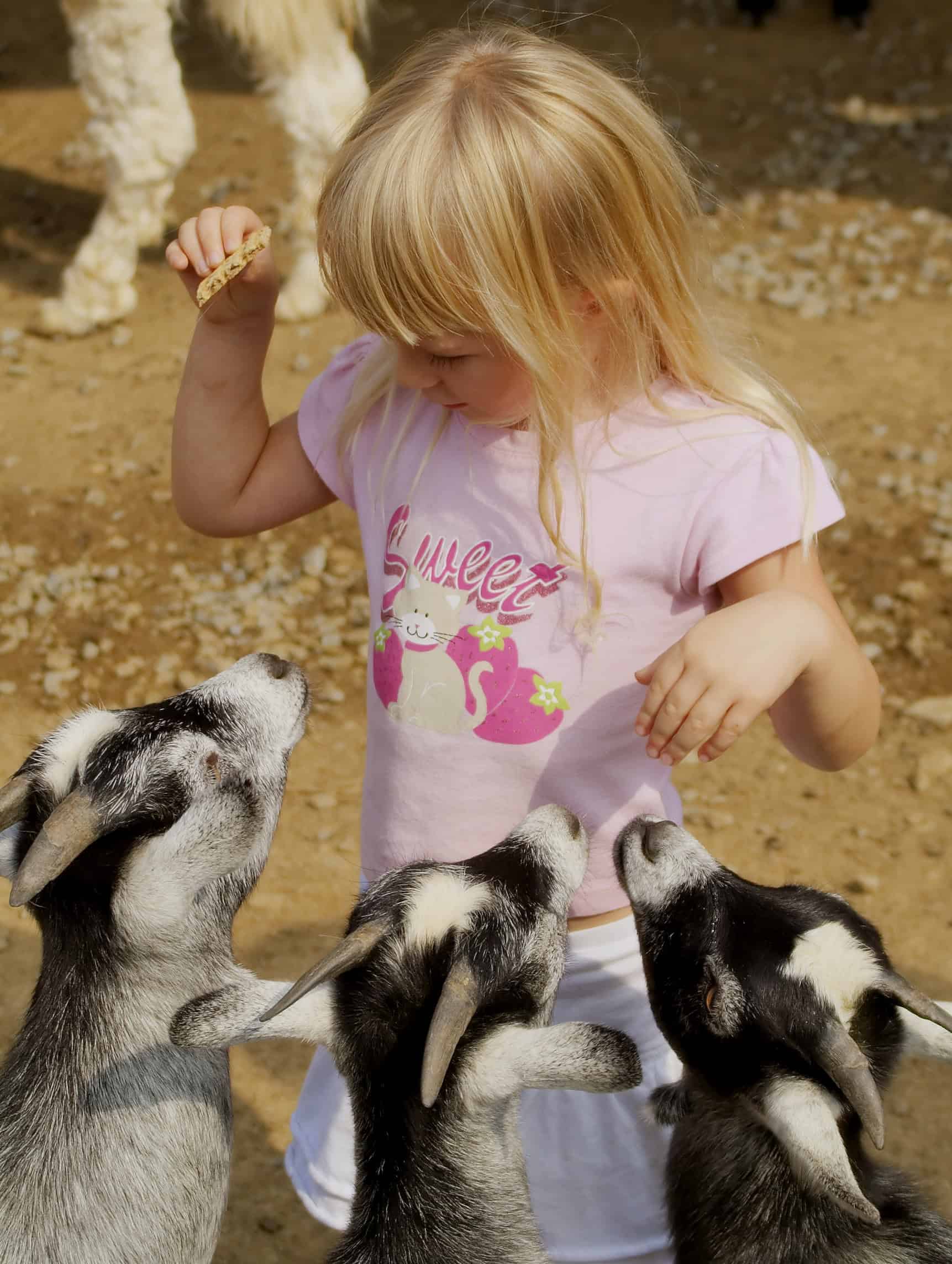 petting zoo insurance