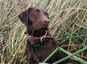 Common Allergens Around California for Your Labrador Puppy and How to Deal with Them