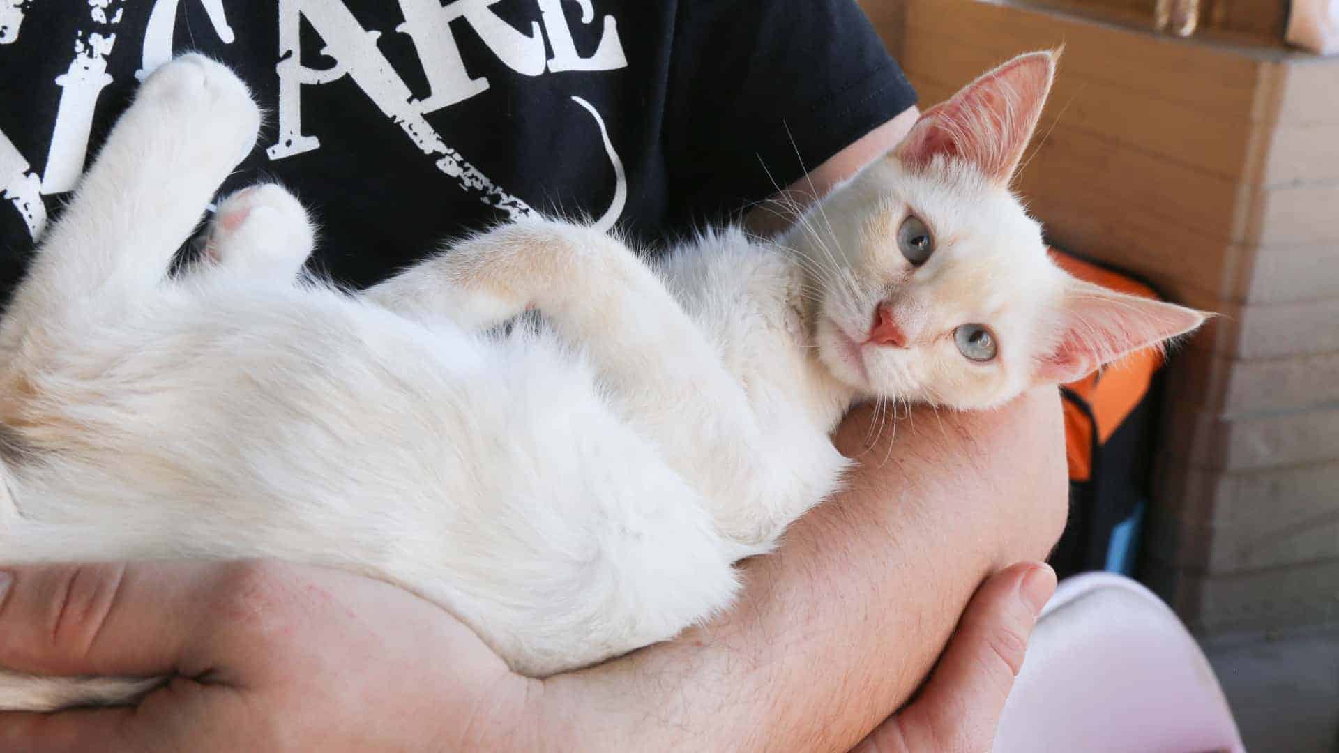 Home Az Care Rescue