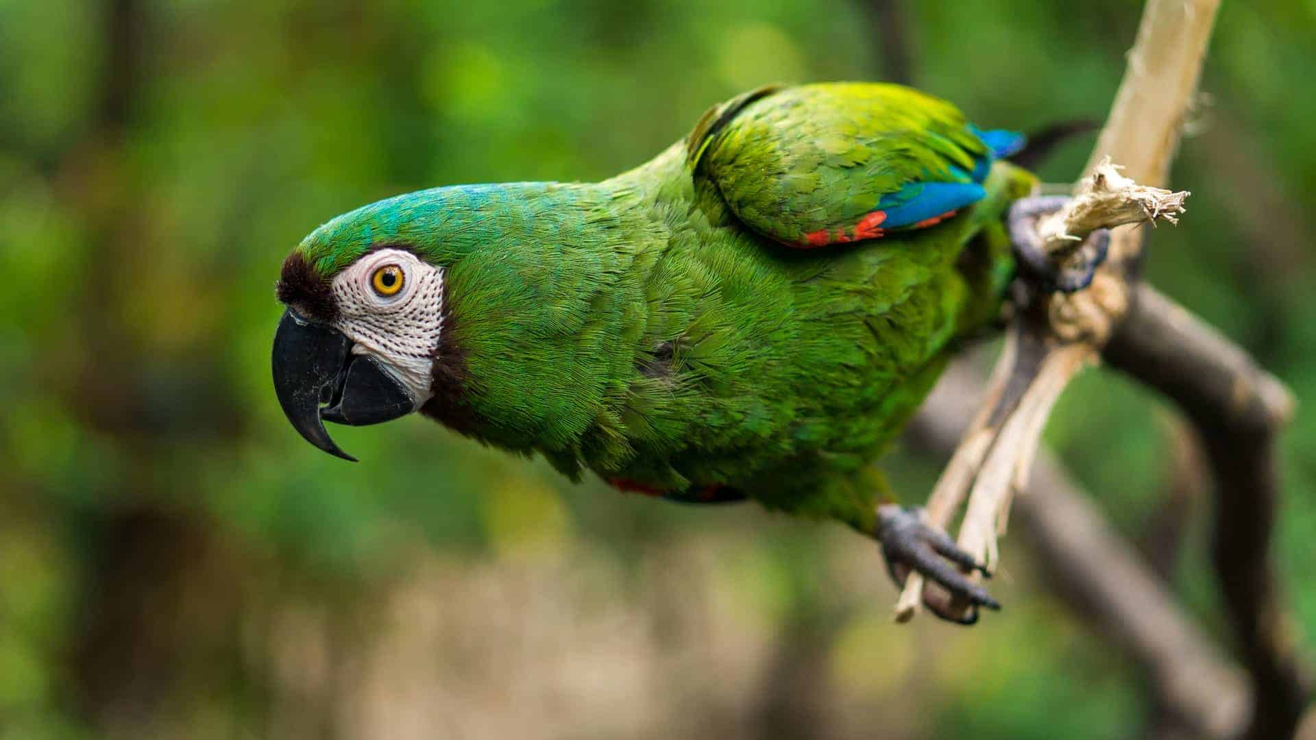 Die Tierwelt ist so Bunt in Südamerika für Naturliebhaber empfehle ich mindestens einen ganzen Monat zu bleiben Die Tierwelt ist so Bunt in Südamerika für Naturliebhaber empfehle ich mindestens einen ganzen Monat zu bleiben