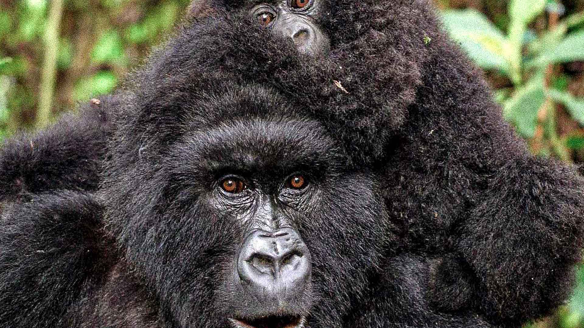 add2-agentur-csr-climatepartner Klimaprojekt Virunga, Kongo