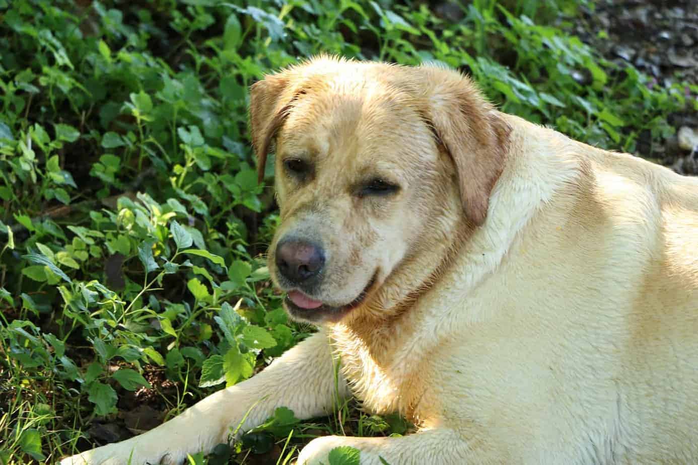 Why do dogs dig holes and lay in them?