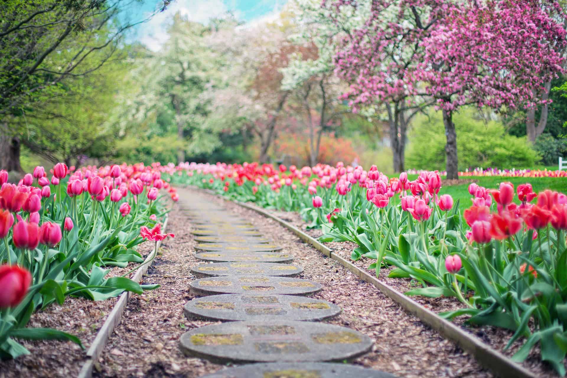 garden with a path