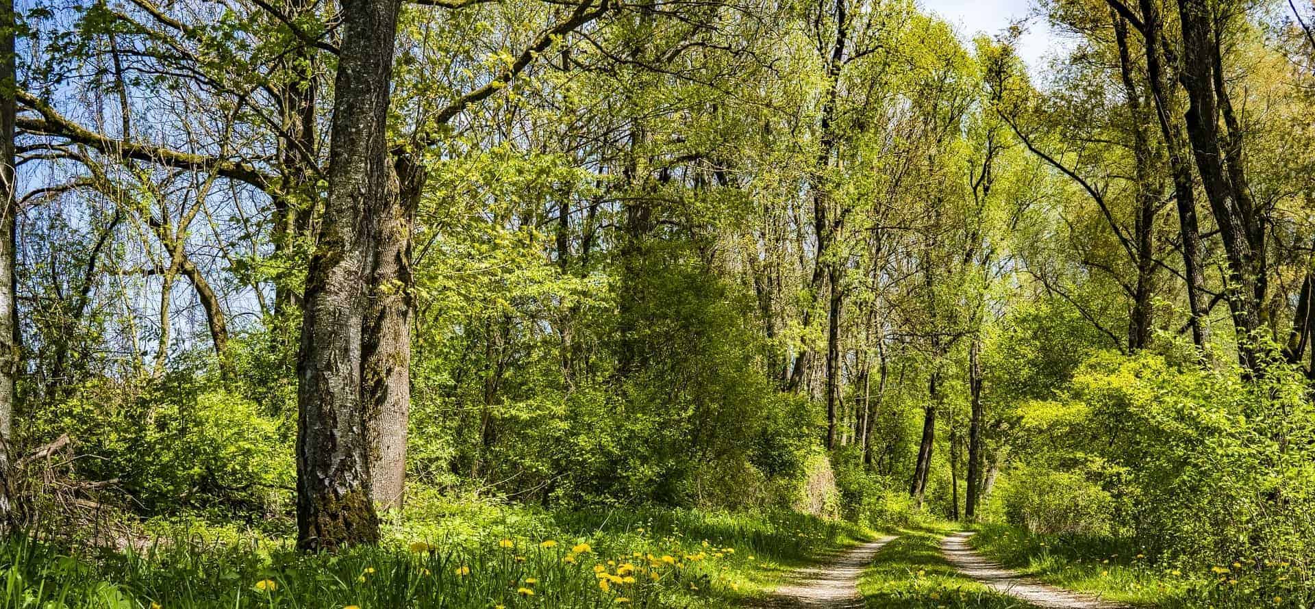 - Supplier Risk: Finding a Path through the Forest Forest