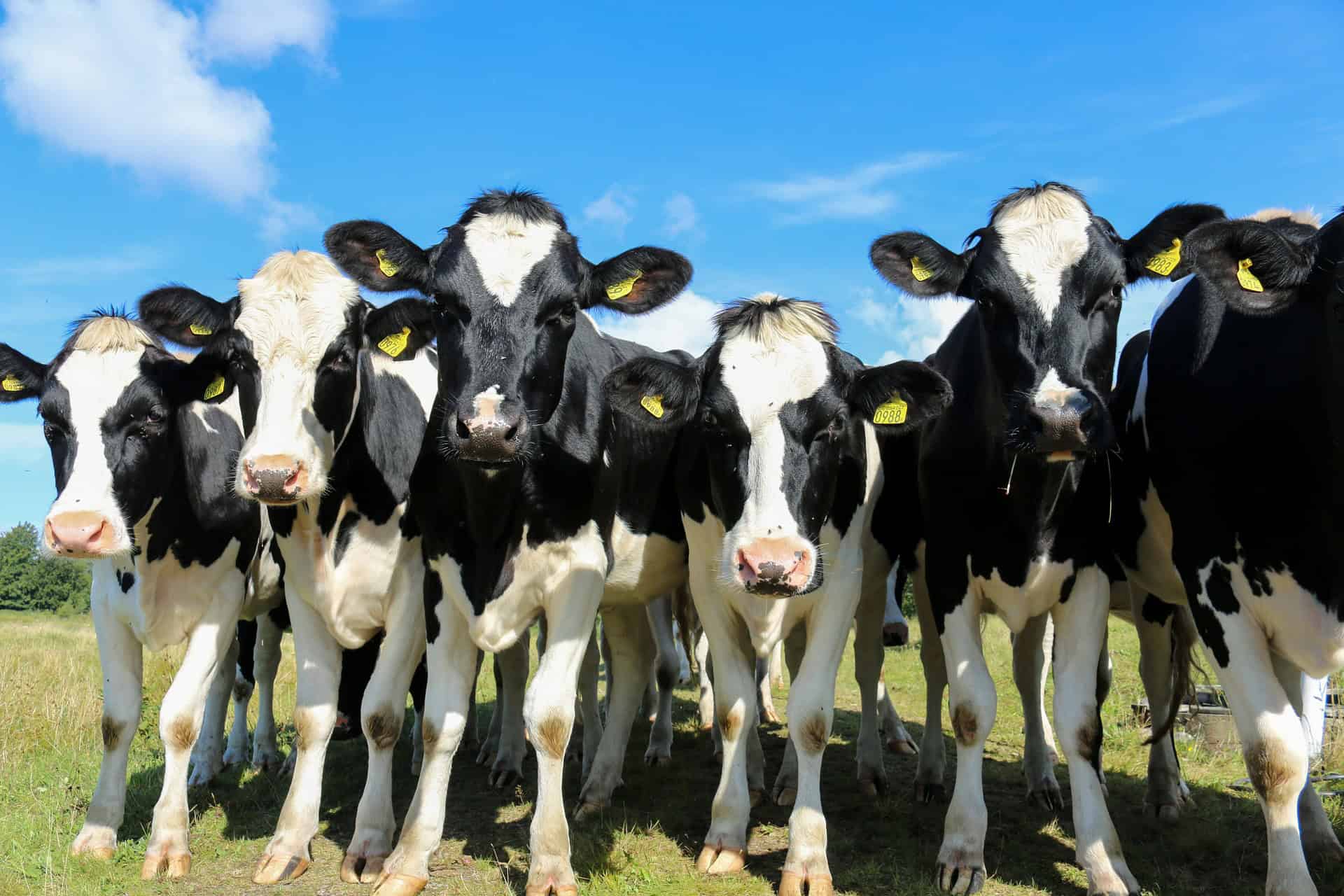 Koeien en het nieuwe boeren