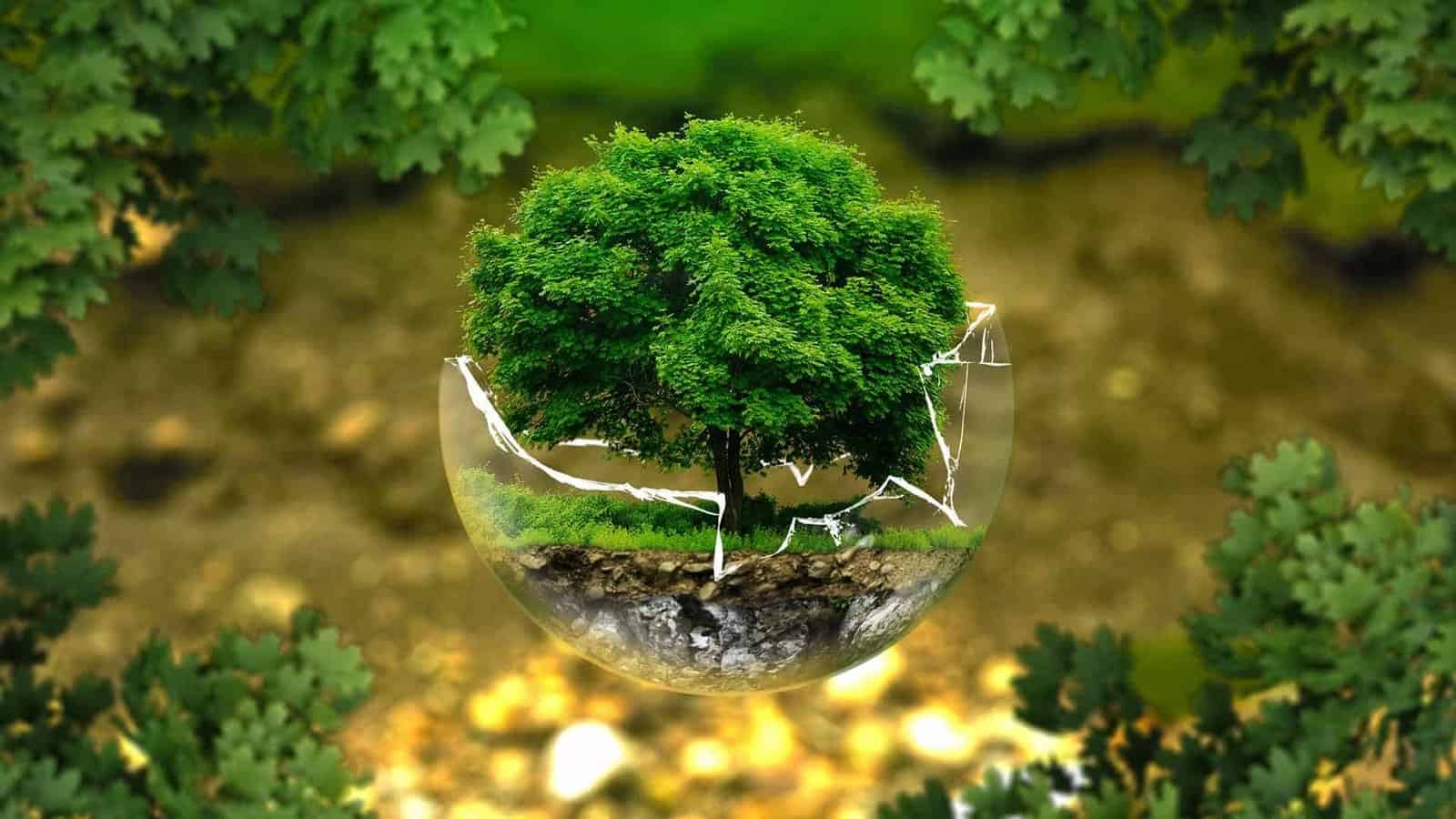 Plant Trees