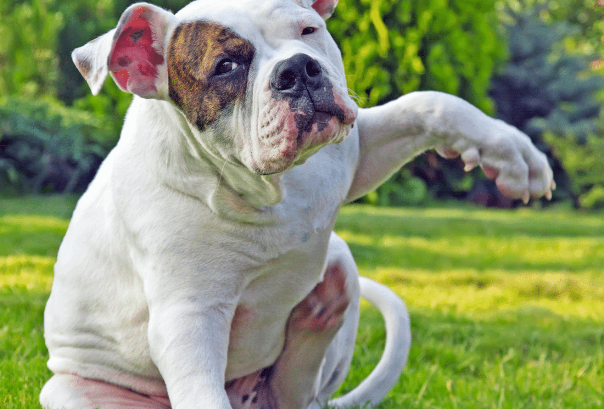 Bulldog puppy scratching himself to relief an itching spot.
