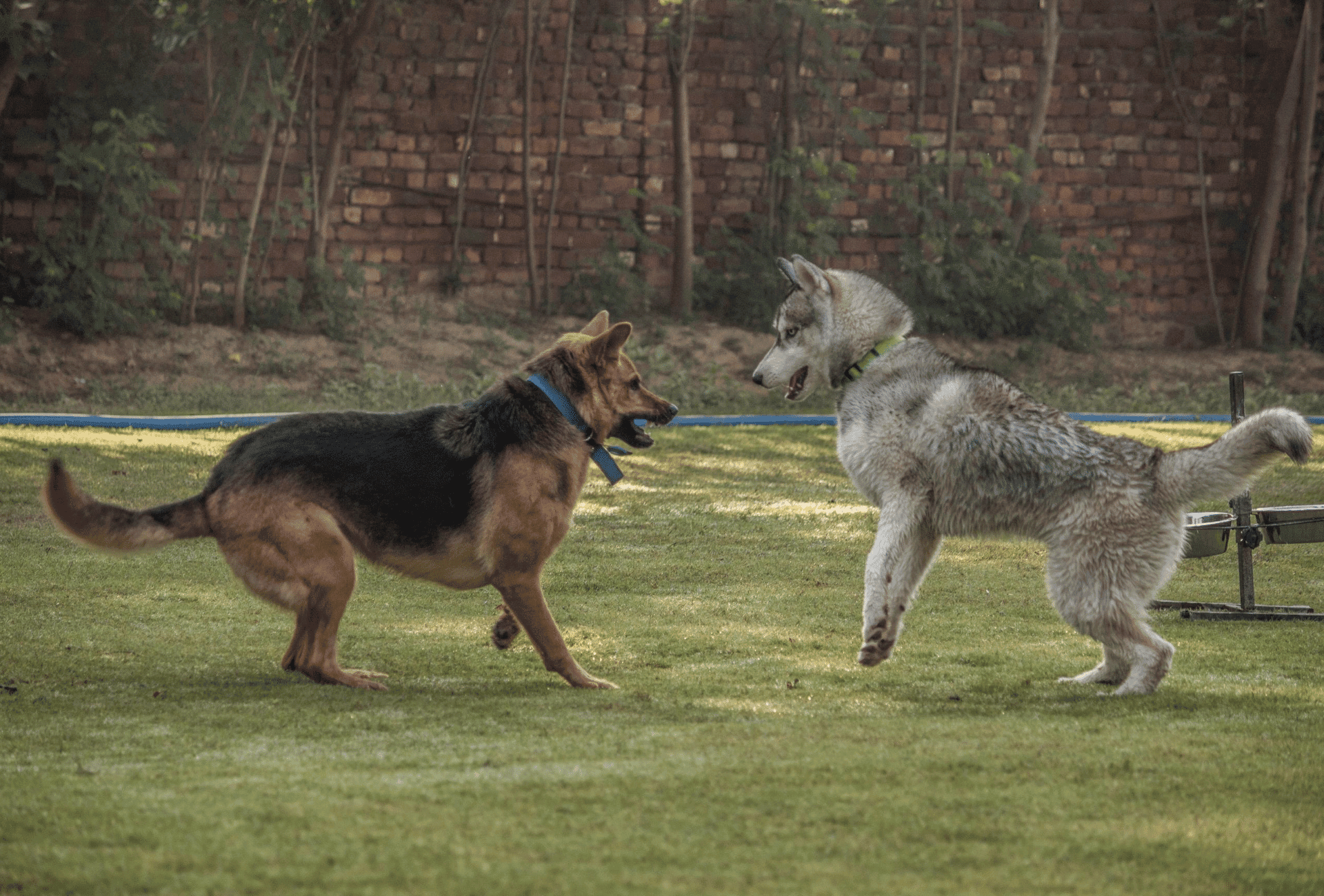 German Shepherd playing with Husky in the yard.