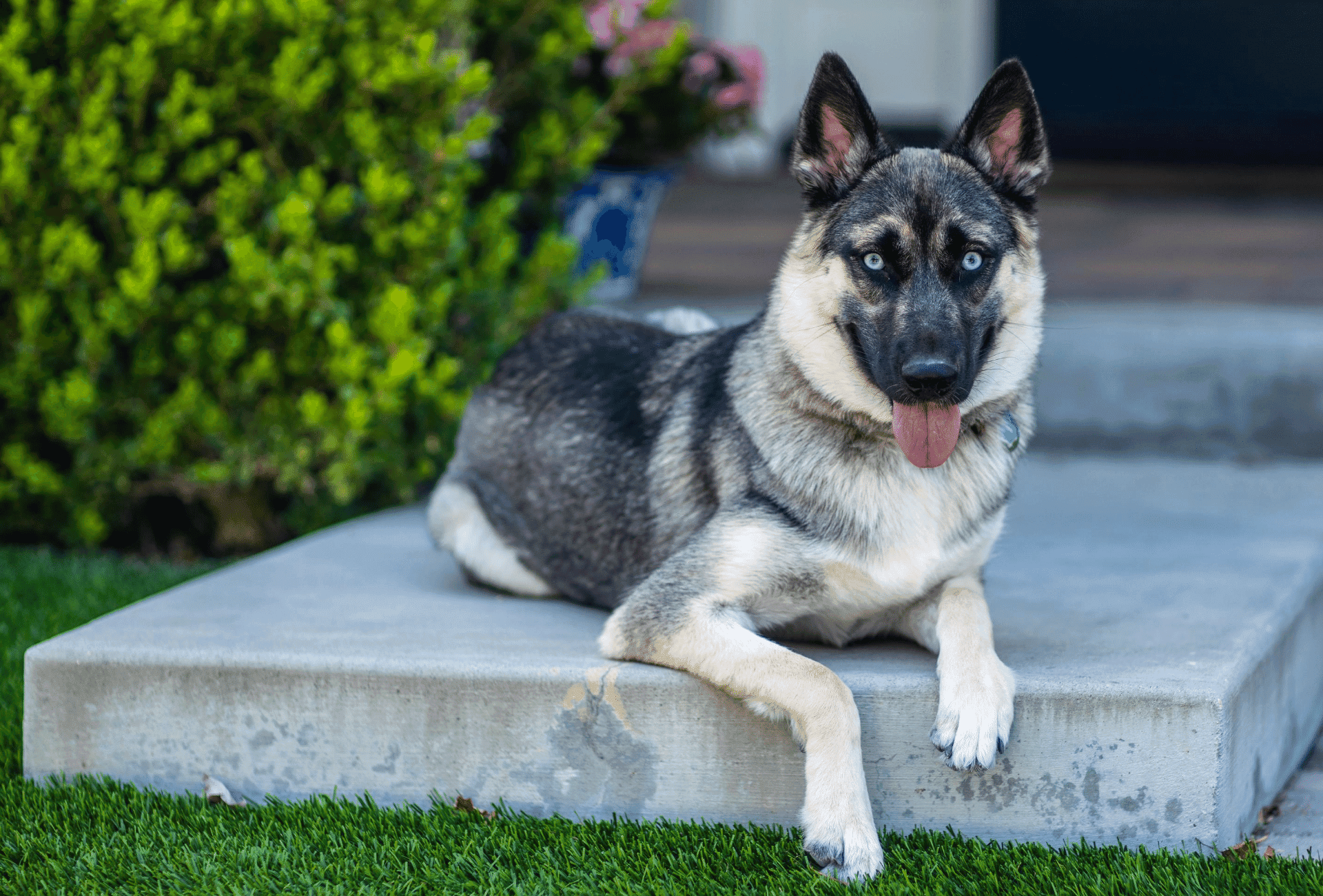 9 Things to Know Before Getting a German Shepherd Husky Mix PawLeaks