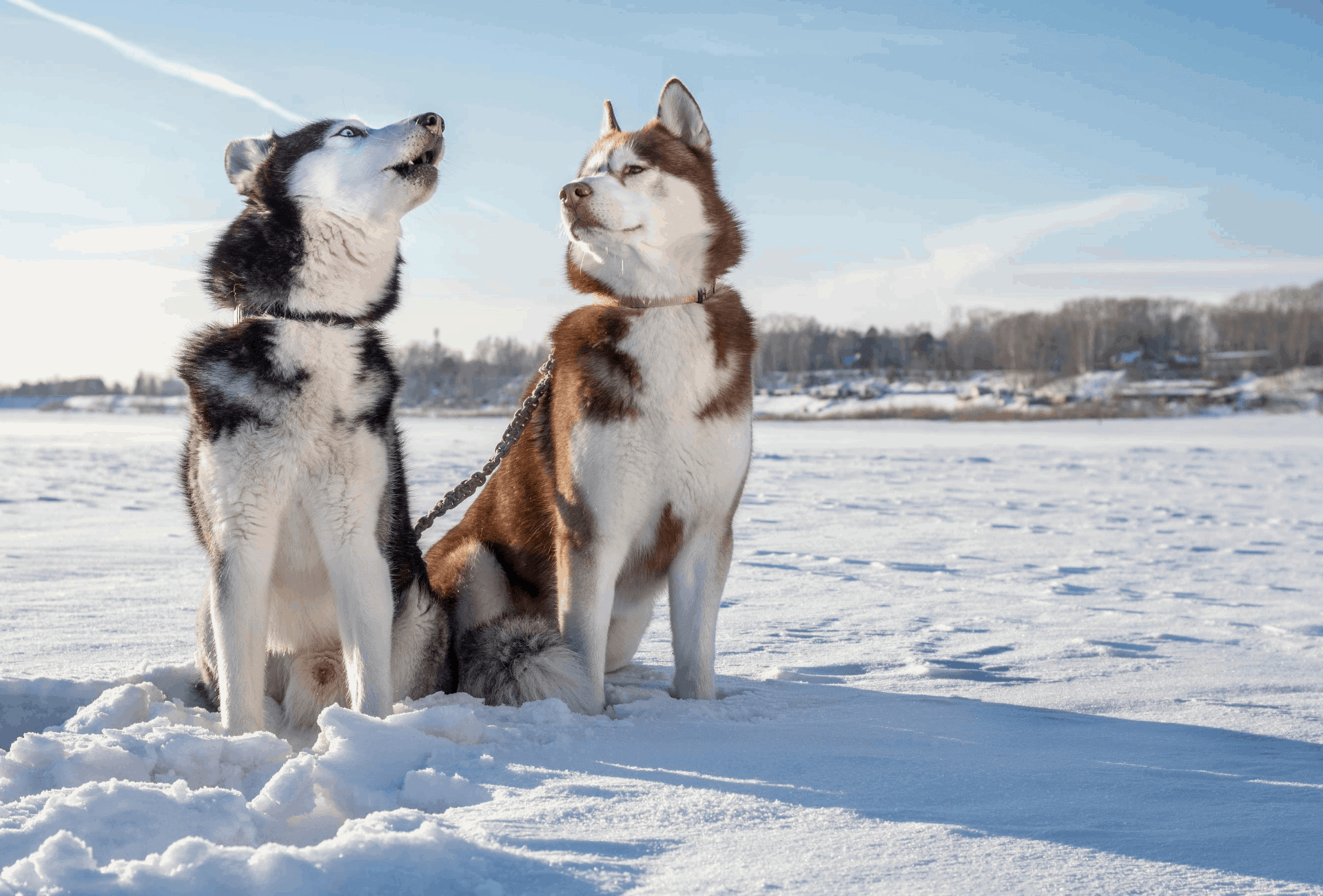 Husky learning to howl