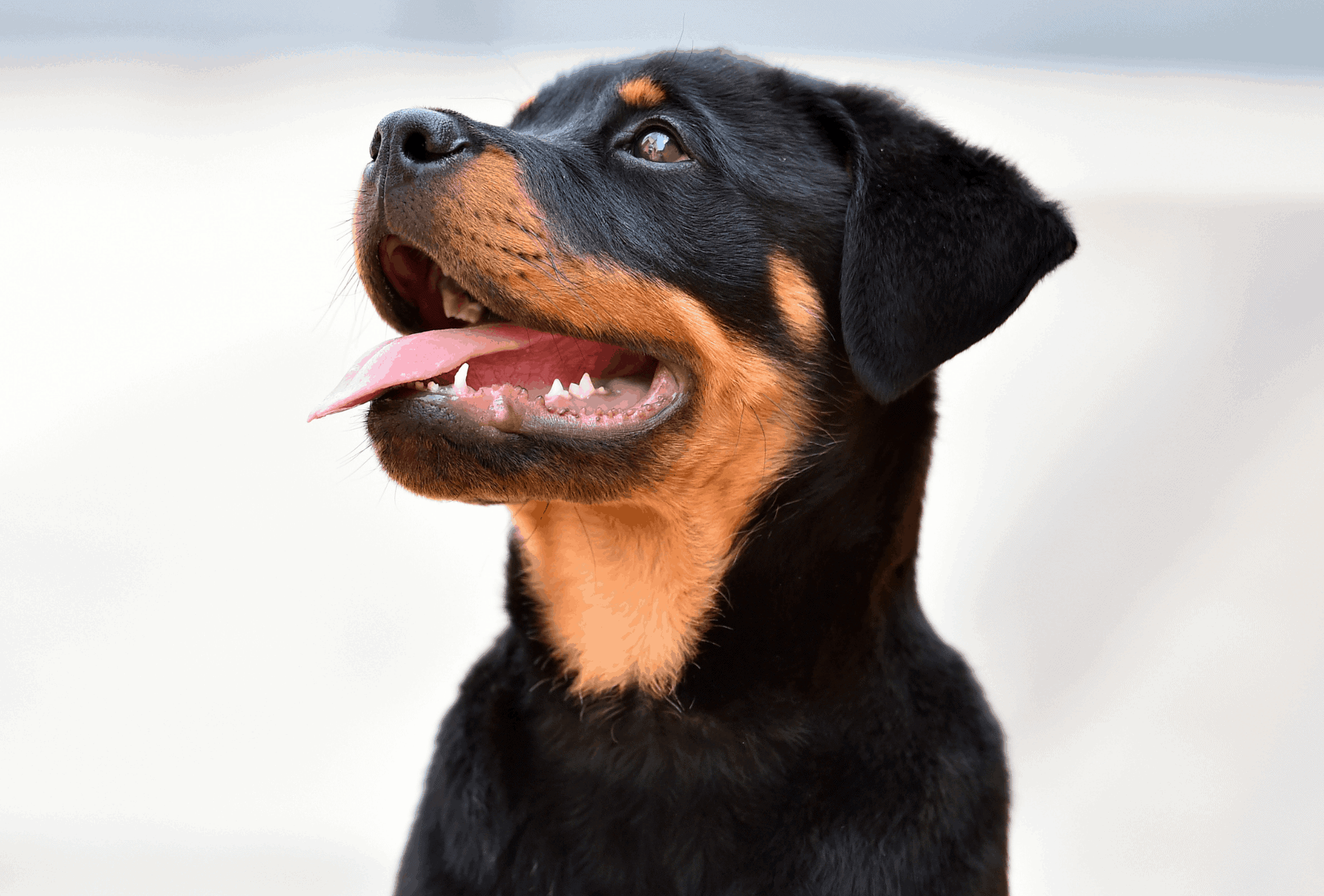 rottweiler head size