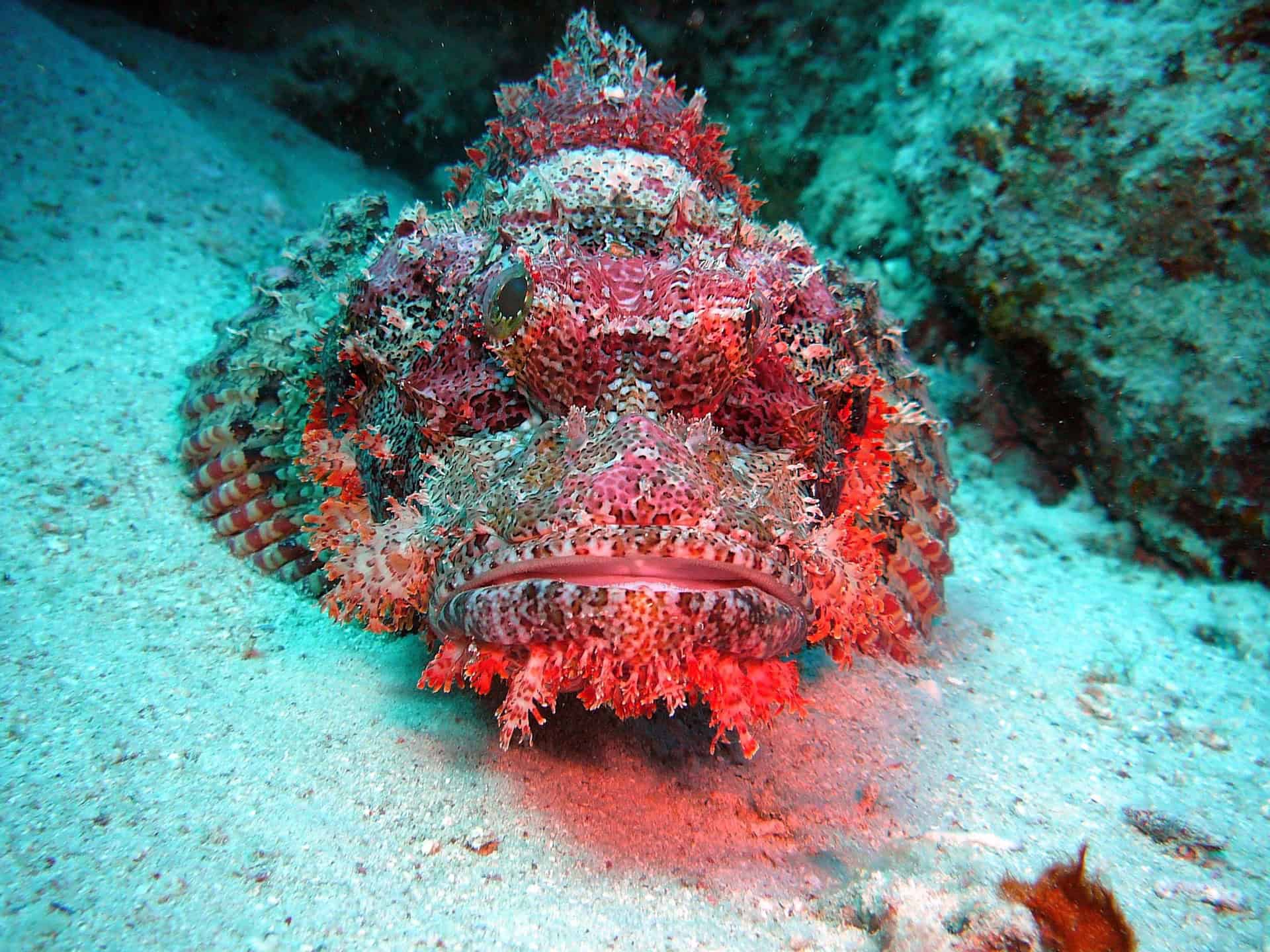 Sahl Hasheesh Tauchen im Roten Meer - Roter Drachenkopf