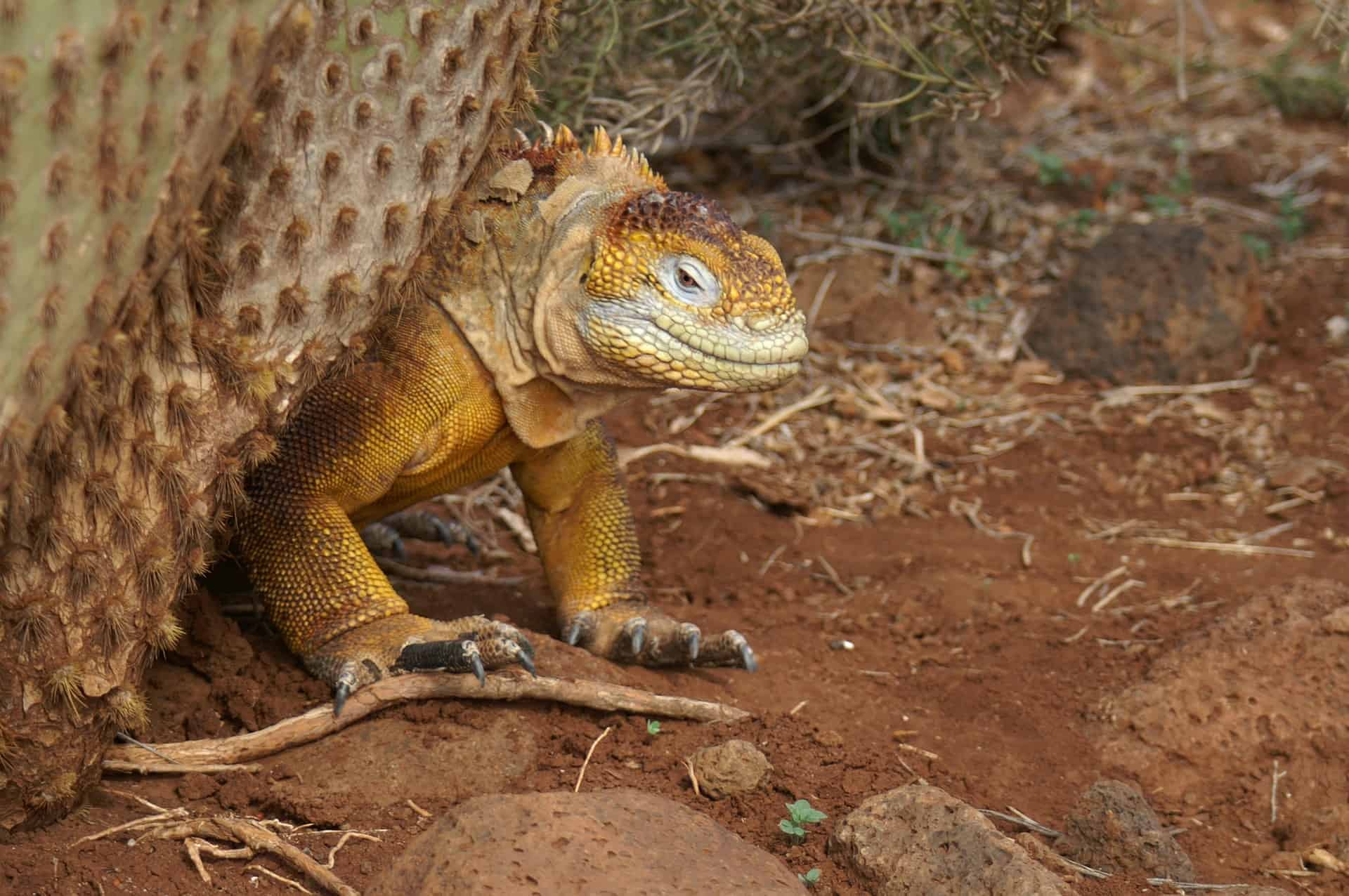 Leguana gehen dir auf der Insel nicht aus dem Weg die Tiere hier sind friedlich Leguana gehen dir auf der Insel nicht aus dem Weg die Tiere hier sind friedlich