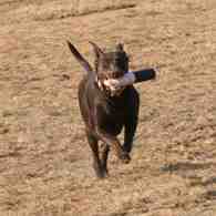Ella_chocolate_lab_bumper-2 Ella_chocolate_lab_bumper-2