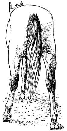 Вынесение левой конечности волоком при тромбозе бедренной артерии