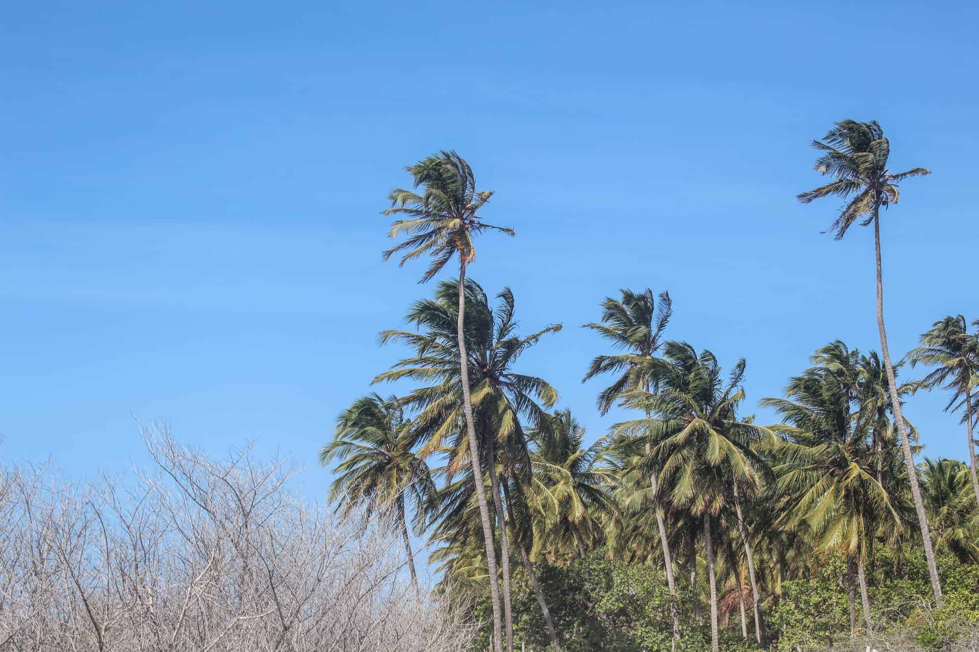 Ein Traum aus Sand in Jericoacoara: Die schönste Oase Brasiliens 22 palmen jericoacoara