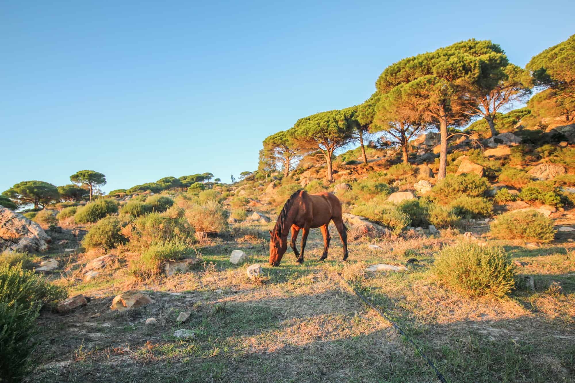Tarifa – In der europäischen Hochburg für digitale Nomaden 9 Pferd Wanderweg La Pena