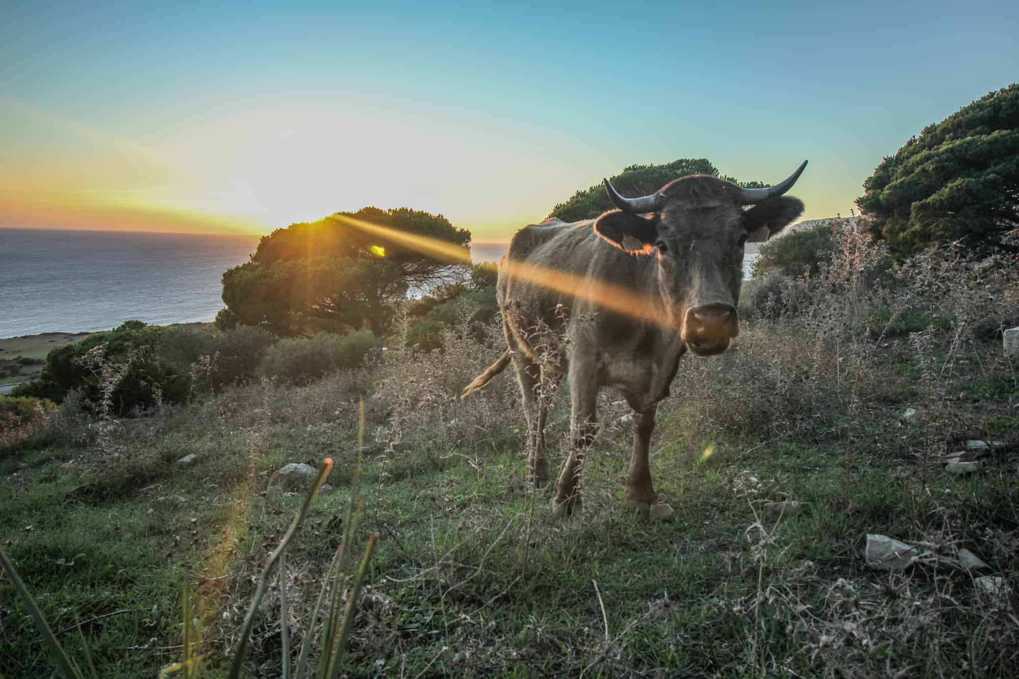 Tarifa – In der europäischen Hochburg für digitale Nomaden 8 Stier 2 Wanderweg