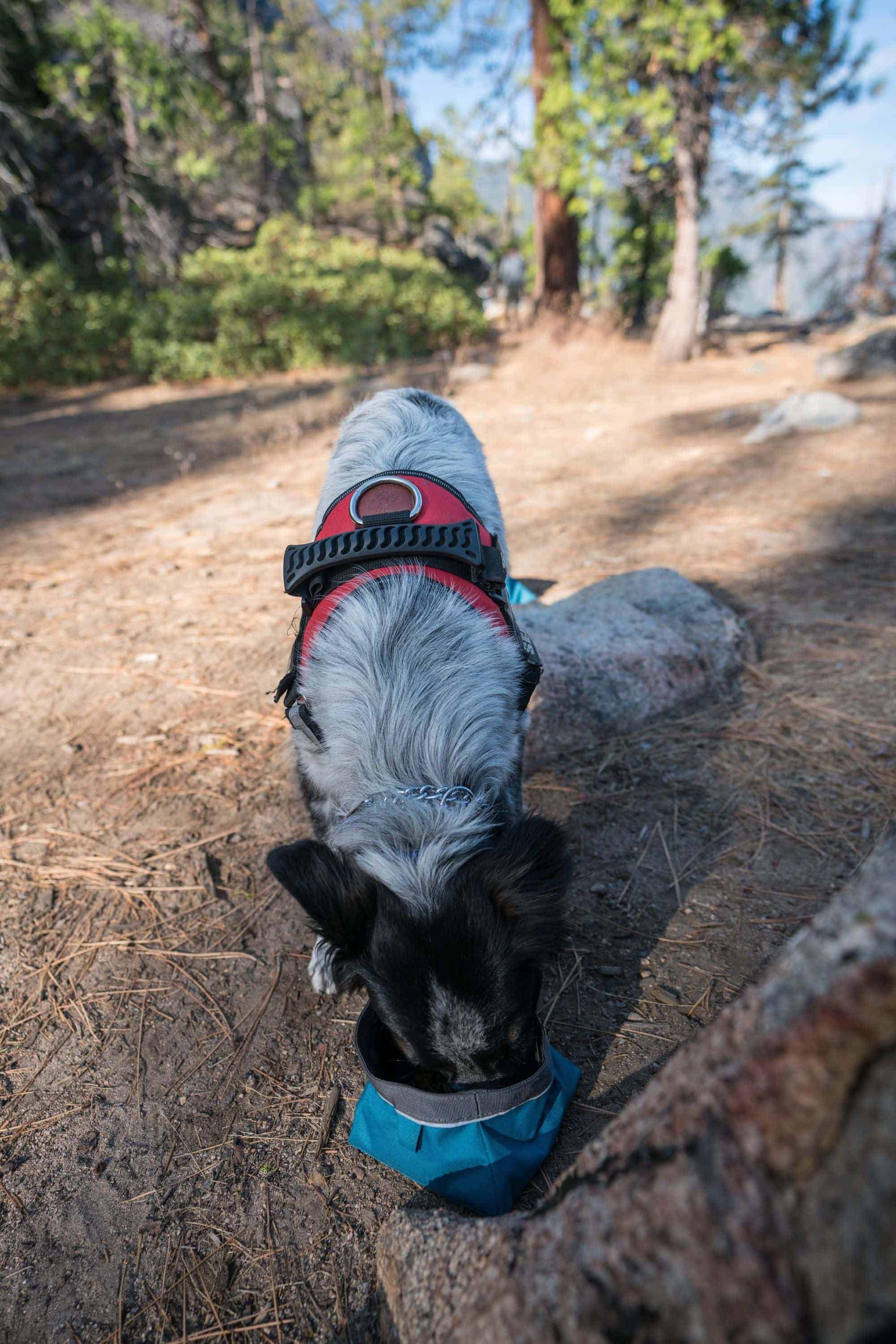 13 Tips for Backpacking with a Dog Bearfoot Theory