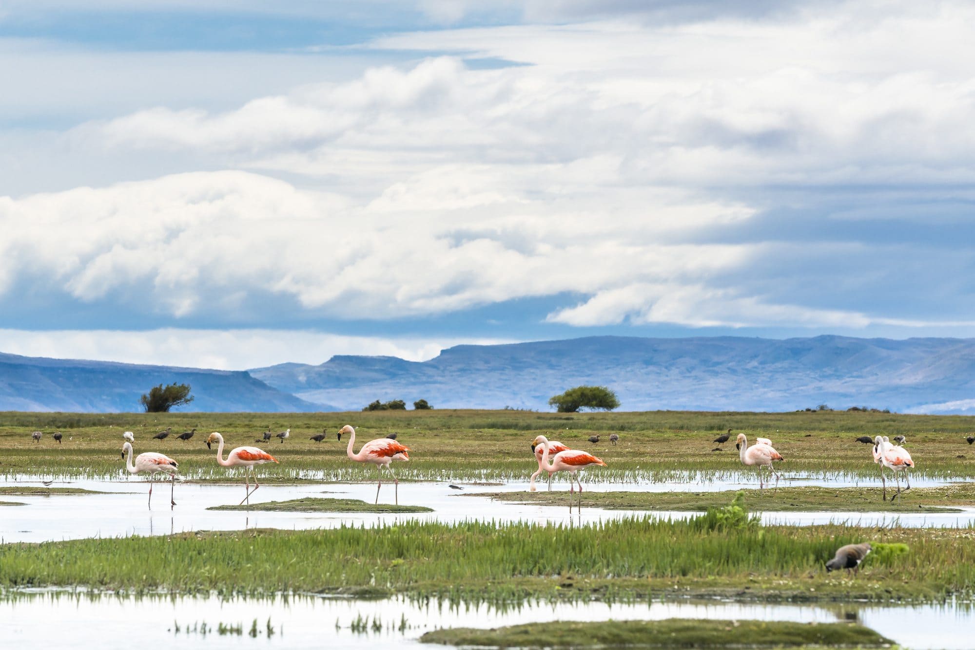 Laguna Nimez Nature Reserve in El Calafate