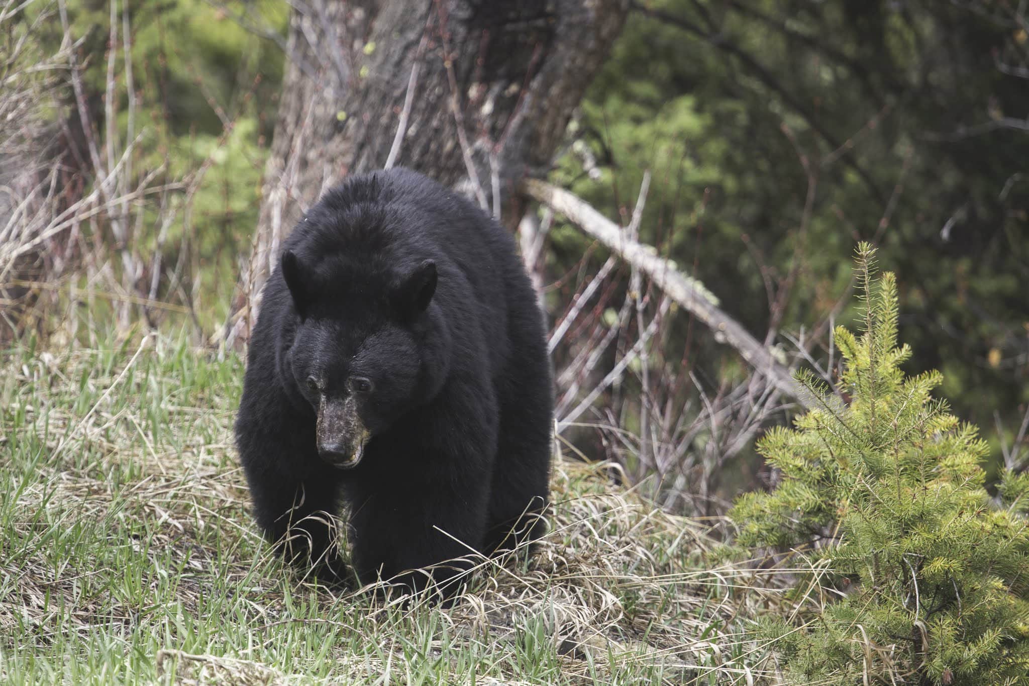 black bear