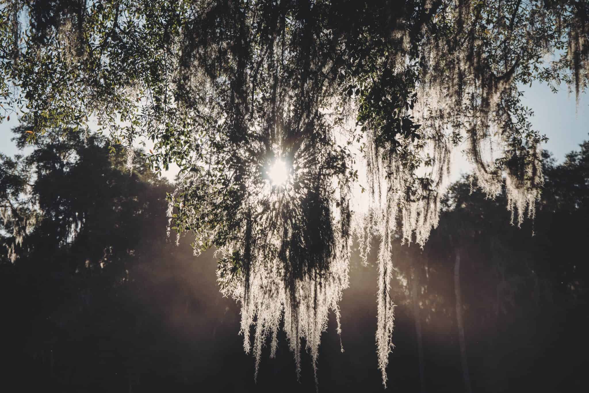 Hanging moss backlit by the sun.