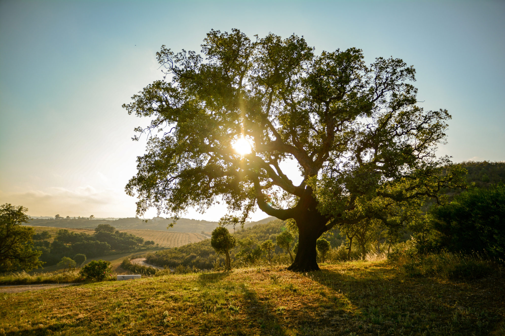 Portugal - Alte Korkeiche in der Abendsonne