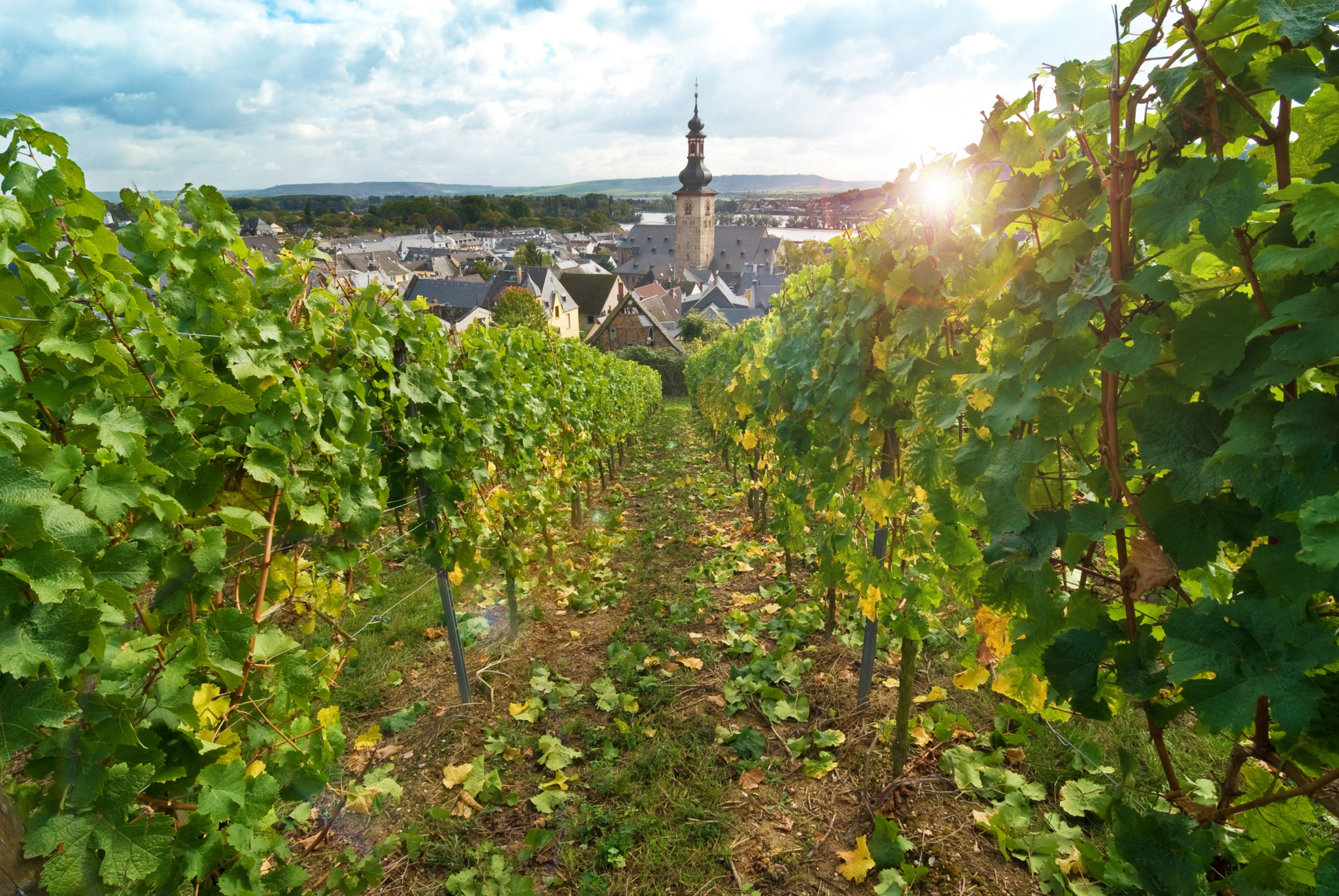 Auf Weinreise im Rheingau